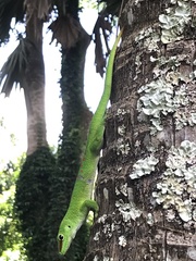 Phelsuma grandis