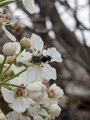 Lasioglossum sisymbrii