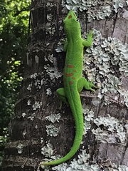 Phelsuma grandis