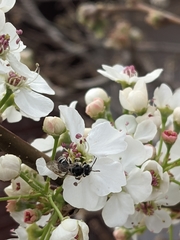 Lasioglossum sisymbrii