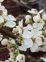 Lasioglossum sisymbrii
