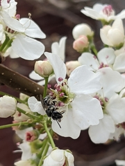 Lasioglossum sisymbrii