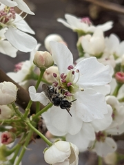 Lasioglossum sisymbrii