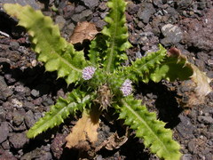 Carduus baeocephalus