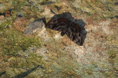Ebrietas anacreon anacreon