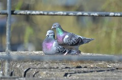 Columba livia domestica