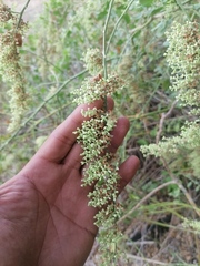 Salpianthus purpurascens
