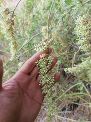 Salpianthus purpurascens