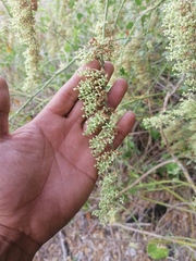 Salpianthus purpurascens