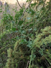 Salpianthus purpurascens