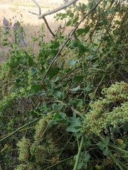 Salpianthus purpurascens