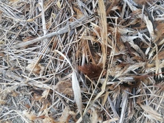 Ortalis poliocephala