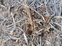 Ortalis poliocephala