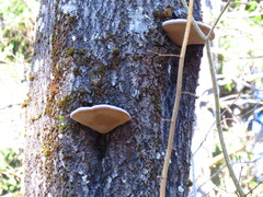 Phellinus populicola