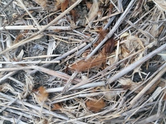 Ortalis poliocephala