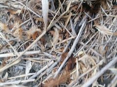 Ortalis poliocephala