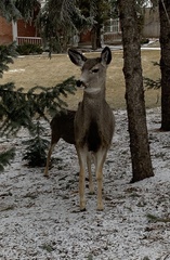 Odocoileus hemionus