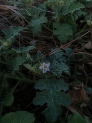 Solanum campechiense