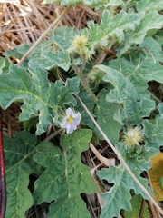 Solanum campechiense