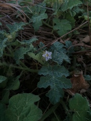 Solanum campechiense