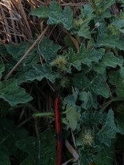Solanum campechiense