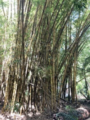 Bambuseae