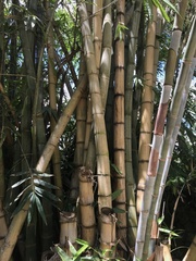 Bambuseae