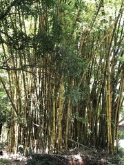 Bambuseae