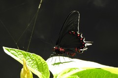 Parides bunichus perrhebus