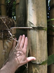 Bambuseae