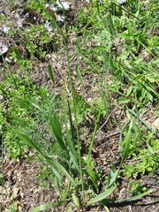 Tulipa sylvestris biebersteiniana