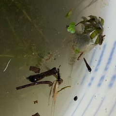 Palaemon kadiakensis