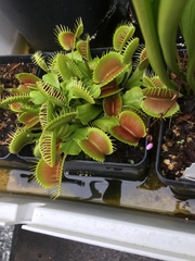 Dionaea muscipula