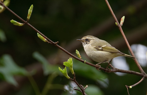 Hume's Leaf Warbler