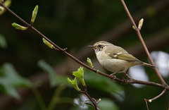Hume's Leaf Warbler photo 3