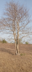 Aspidosperma cuspa