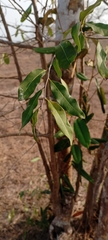 Aspidosperma cuspa