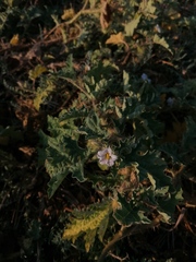 Solanum campechiense