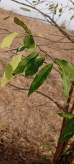 Aspidosperma cuspa