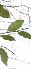 Aspidosperma cuspa