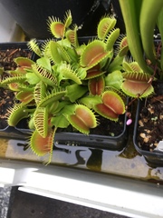 Dionaea muscipula