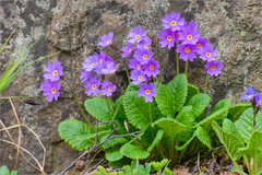Primula amoena