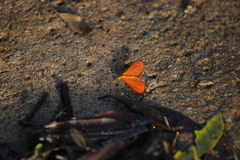 Eudulophasia invaria