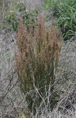 Rumex hastatulus