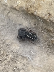 Metacyrba taeniola similis