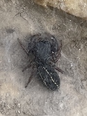 Metacyrba taeniola similis