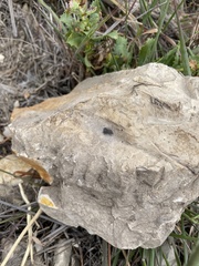 Metacyrba taeniola similis