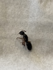 Camponotus clarithorax