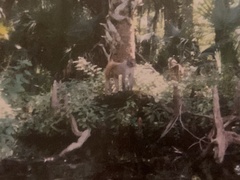 Macaca mulatta image