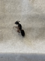 Camponotus clarithorax